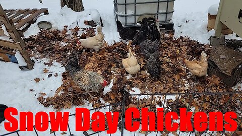 Chicken TV