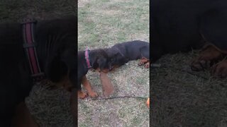 Rottweiler Pups. Lil' Eddie Is A Beast Yet So Gentle With Faye.