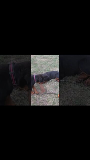Rottweiler Pups. Lil' Eddie Is A Beast Yet So Gentle With Faye.