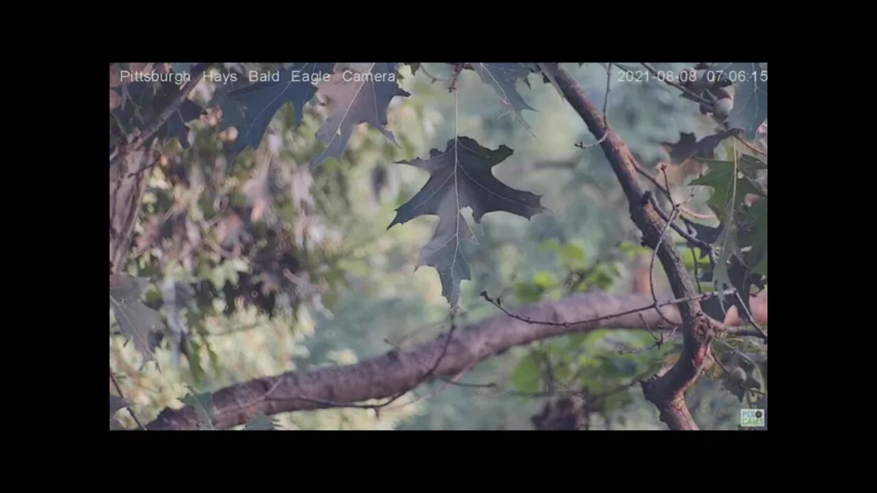 Hays Eagles nest Famous "Cowboy leaf" ! 2021 08 08 7:06AM