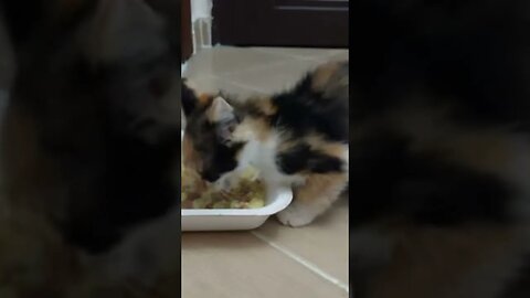 I Found A Hungry Kitten in the Street and Took Her Home