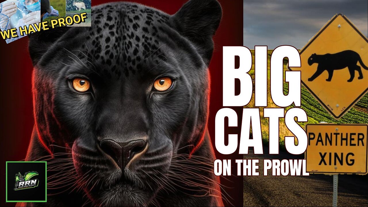 PROOF OF FREE ROAMING BIG CATS | Leopard and Panther facts, Age of the Big Cats