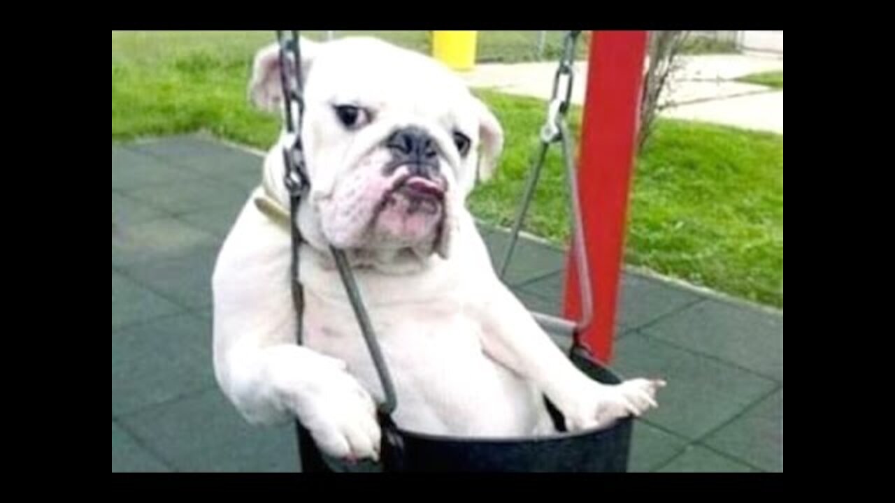 Funny Dog Videos 2021 This Week🤣 🐶 Time to LAUGH with Dog's life