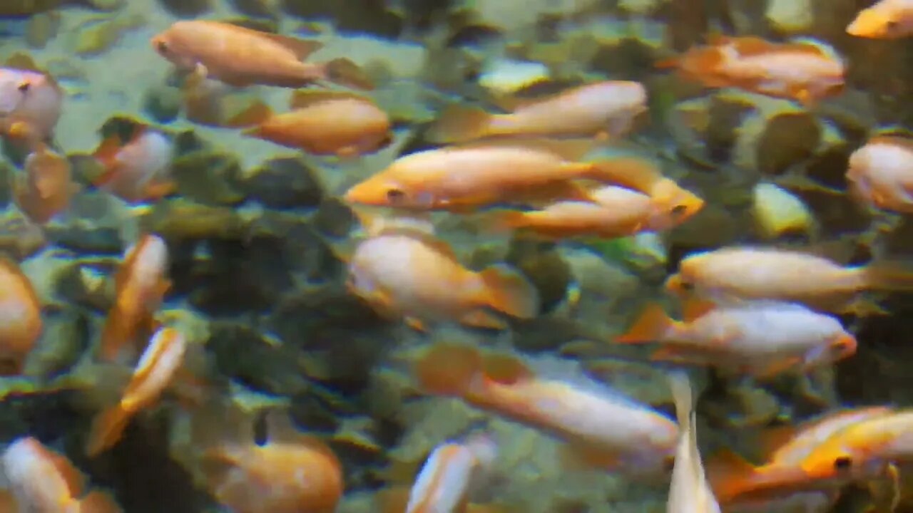 Many fish swim under the water orange