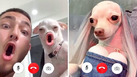 Unbelievable!!!!!!!! Funny dog moments you don't wanna miss