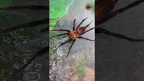 Curtain Web Spider Poses Before Eating (Linothele sericata) #shorts