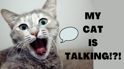 My Cat Is Talking