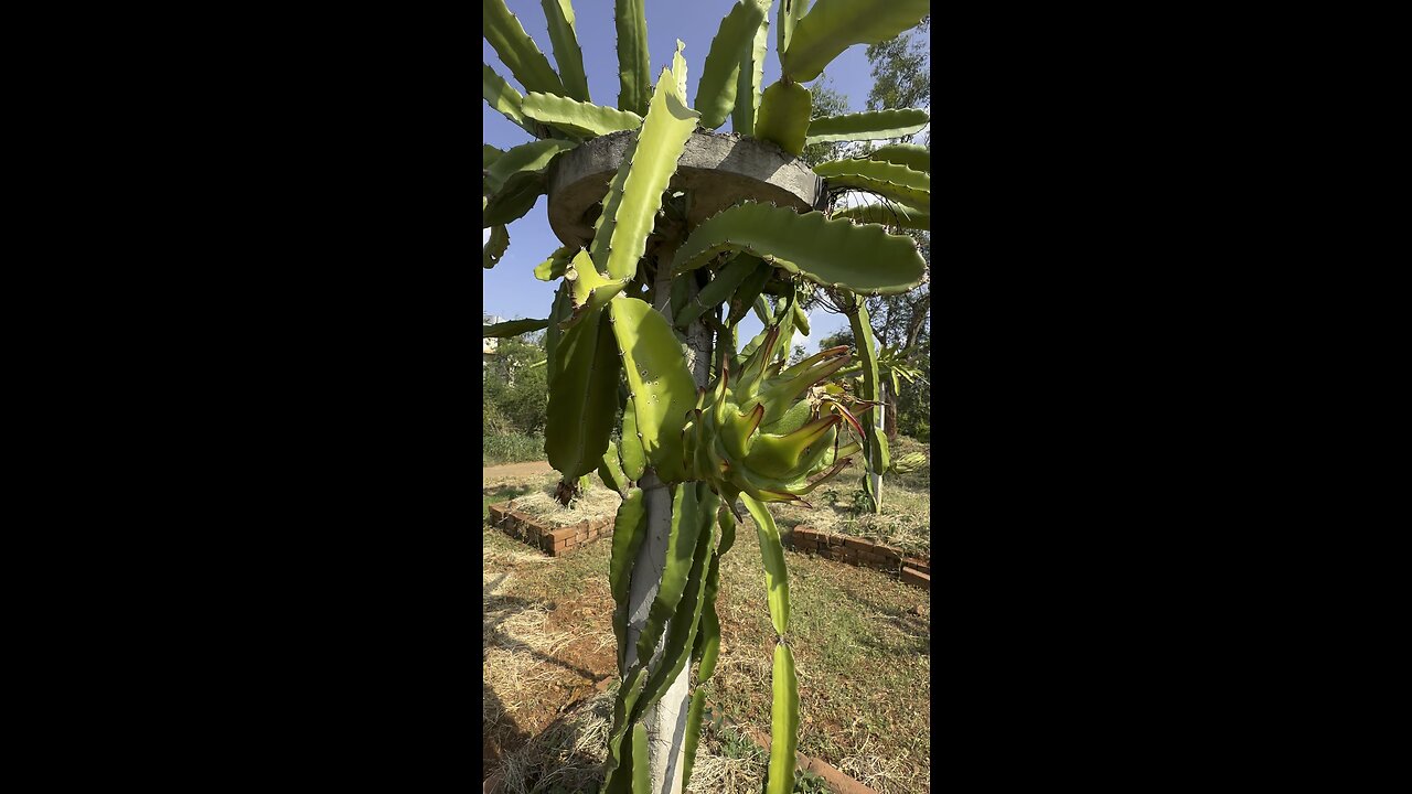 Dragon fruit