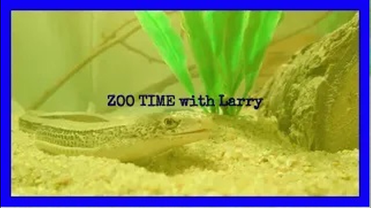 ZOO TIME with Larry (S 1, Ep 1 ZOO TIME with Larry) 🎶