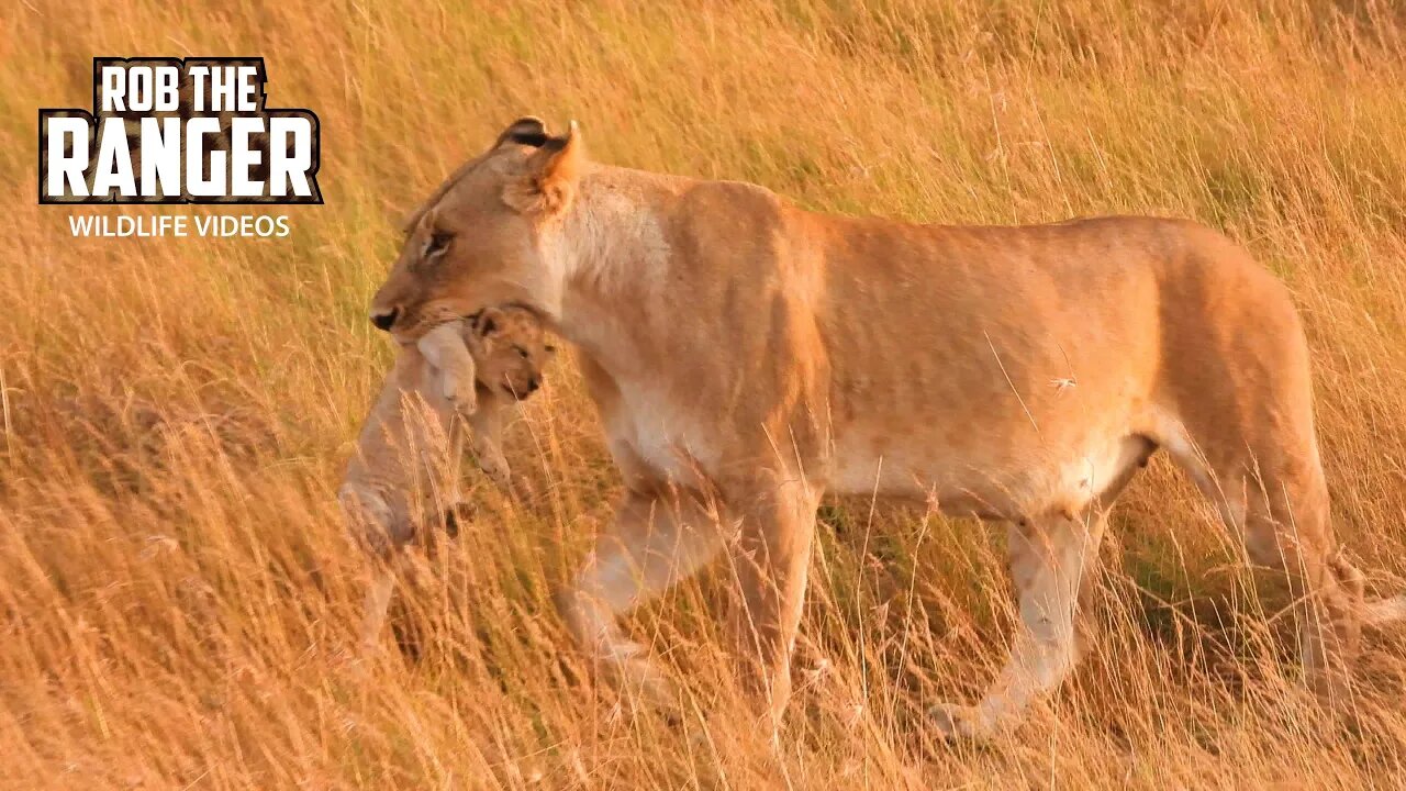 Lion Cubs Being Moved | Maasai Mara Safari | Zebra Plains