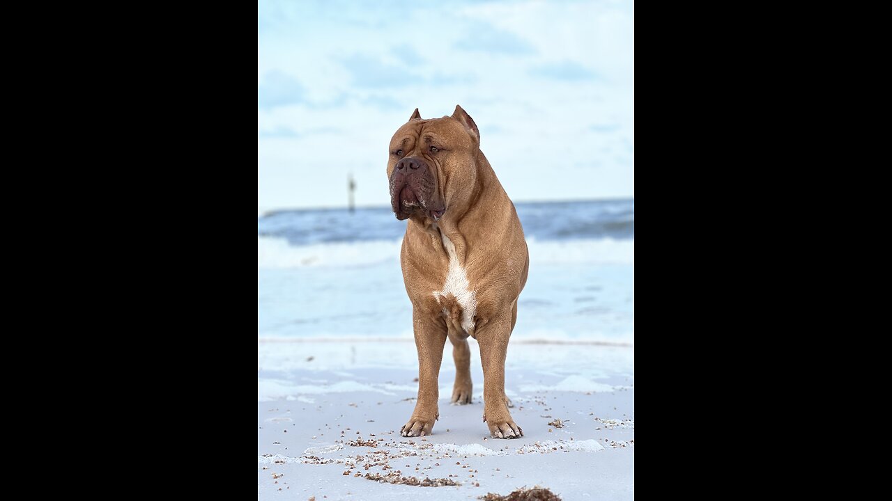 GIANT Pit Bull playing in the surf!! 🦁☀️🌊