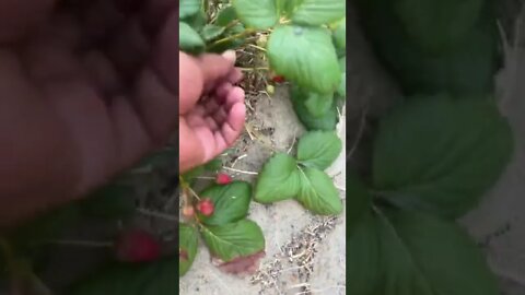 #Gardening in the Sands