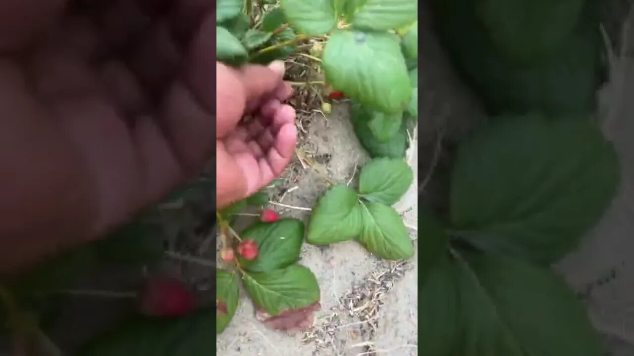 #Gardening in the Sands