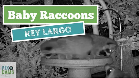 Baby Raccoons