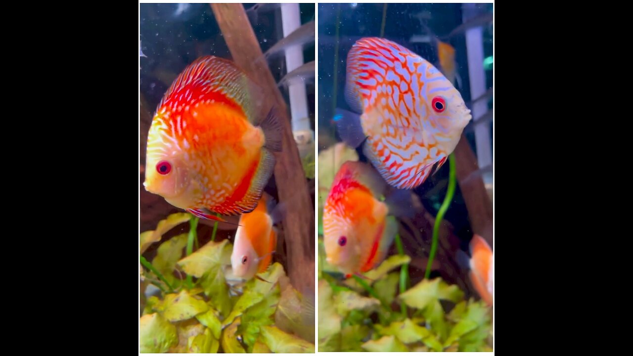 Beautiful Ornamental Discus Fish in aquarium