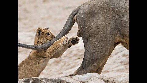 The hilarious animal adventure