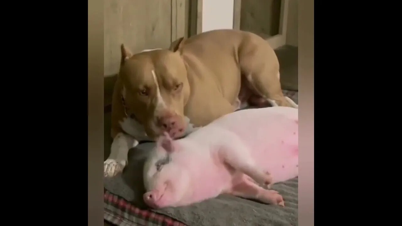 Best friends))). Funny animals. Funny dog #natureshortsvideo