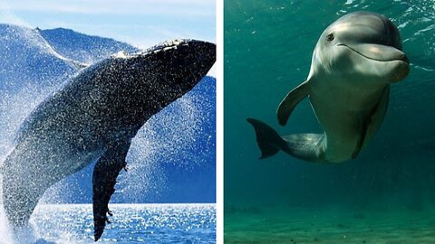 WHALE 🐋 | DOLPHINS 🐬 🐬🐬