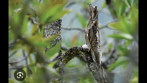 "Master of Disguise: Camouflaged Bird Blends in Perfectly!"