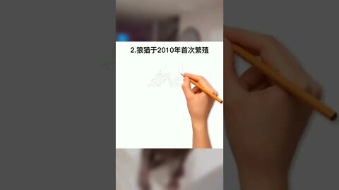 你对狼猫了解多少？#萌宠#猫#猫知识#狼猫#科普知识