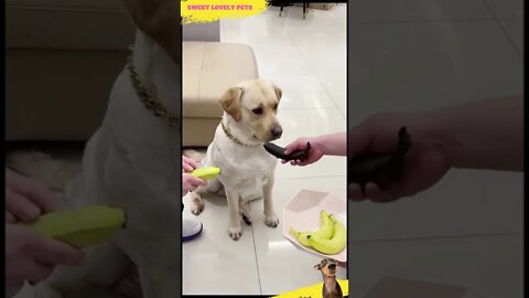 😂 Funny Dog Eat Banana 🍌 || #Shorts