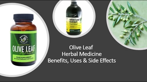 Olive Leaf - Herbal Medicine - Benefits, Uses & Side Effects