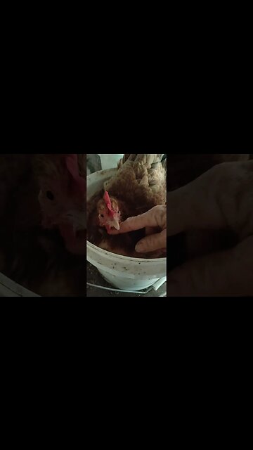 Good Morning Forest and Black Hen #chickens #broodyhens