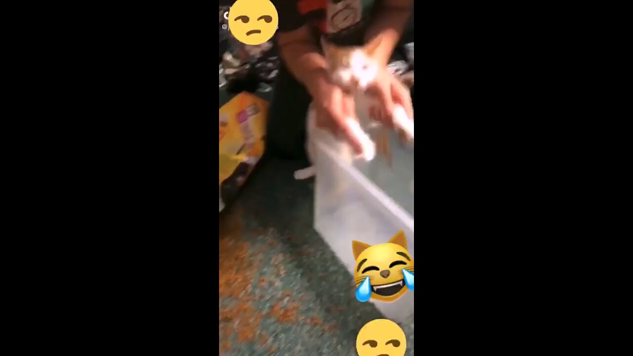 Cat funny video 😹😹