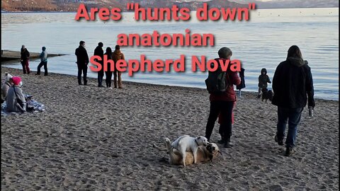 how Ares a small Jack Russell dates a huge Anatolian shepherd Nova