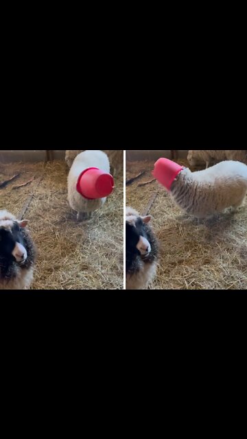 Sheep gets food bucket stuck on her head