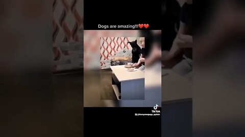 Dogs are awesome!👍👍👏😍😍😍