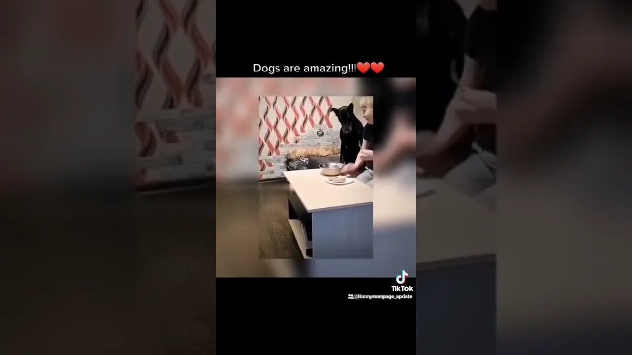 Dogs are awesome!👍👍👏😍😍😍