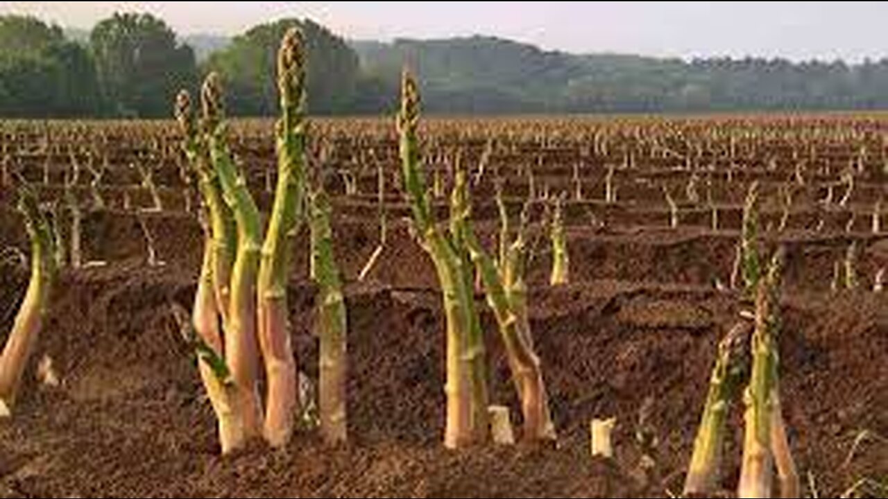 How Farmers Produce Millions of Asparagus and Harvesting - Asparagus Farming Technology