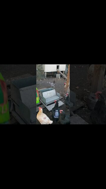 Time To Refill The Food Thing #chickens #chickenlife #happyhens