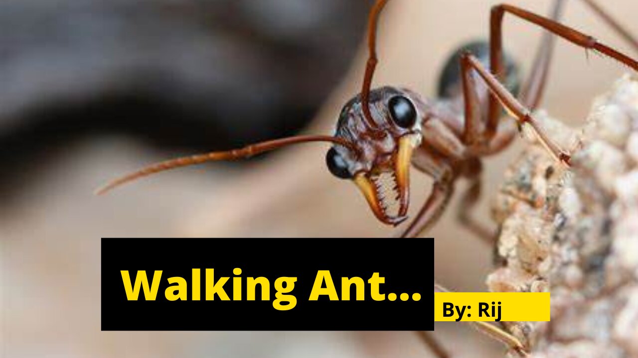 Ants on Film: A Cinematic Tour of the Insect World