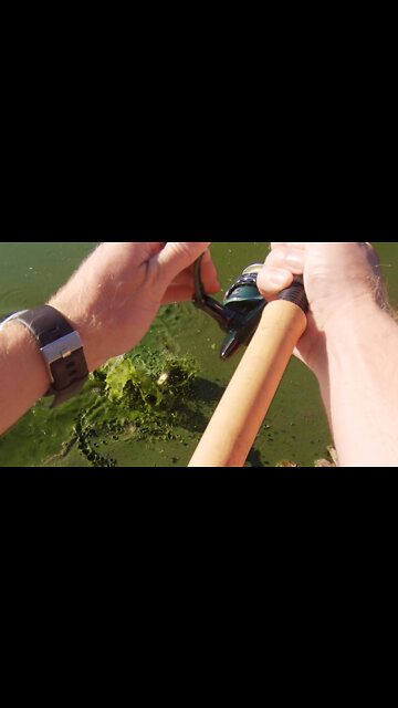 The Sloppiest Largemouth Bass Attacked my Worm while Bank Fishing!