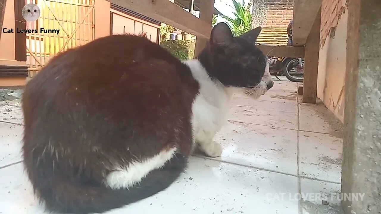 Mother cat is sad because she lost her child