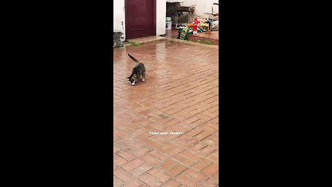 Cat vs Rat Real life Tom and Jerry funny anime video