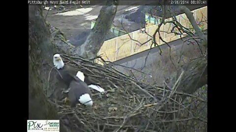 Hays bald eagles working on the nest together Dec 26, 2014