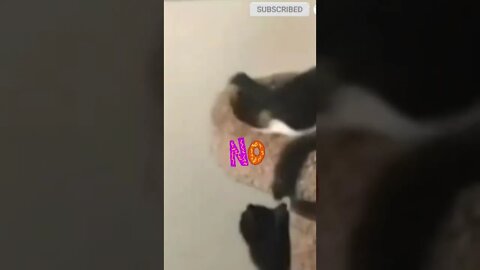 cute cat videos 😹 funny videos 😂🐈