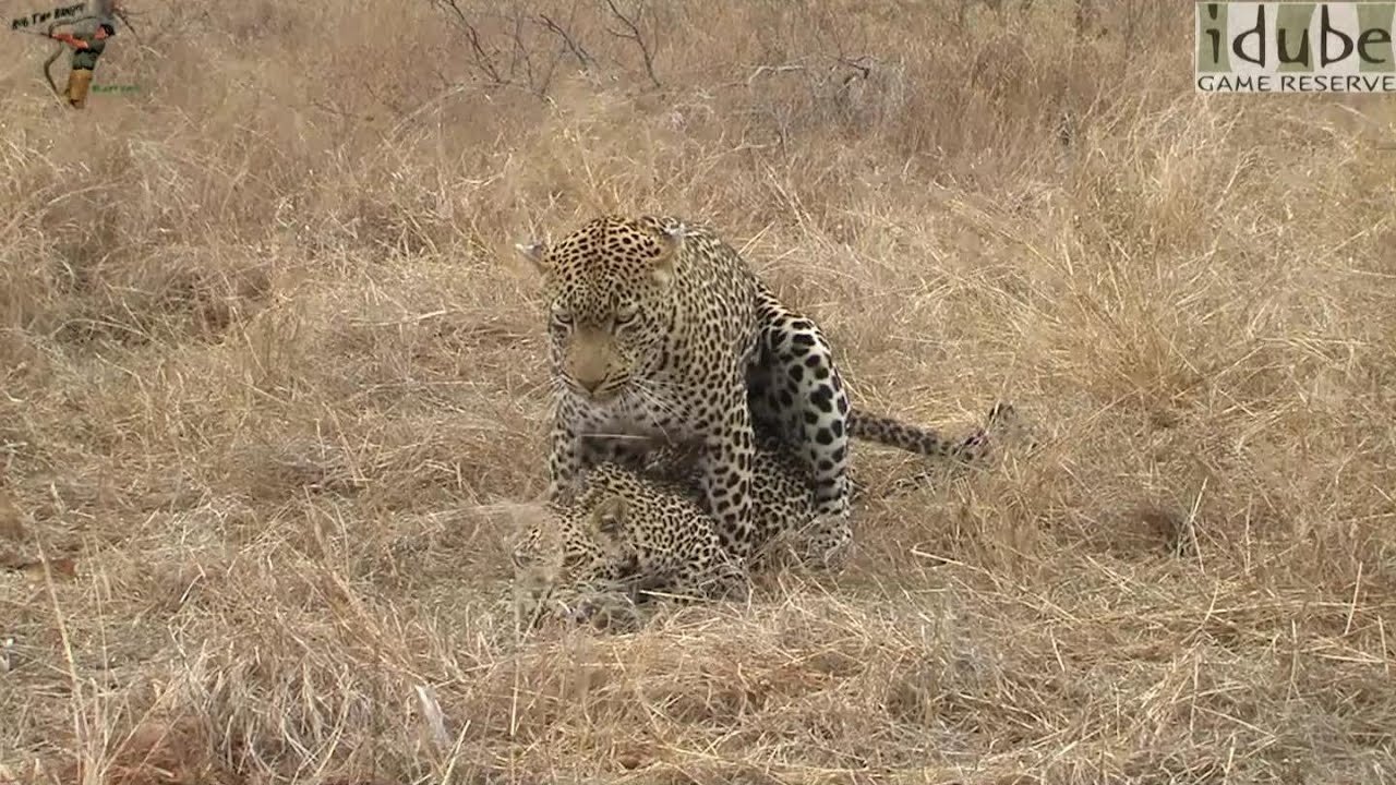 WILDlife: Leopards Pairing In The Grass