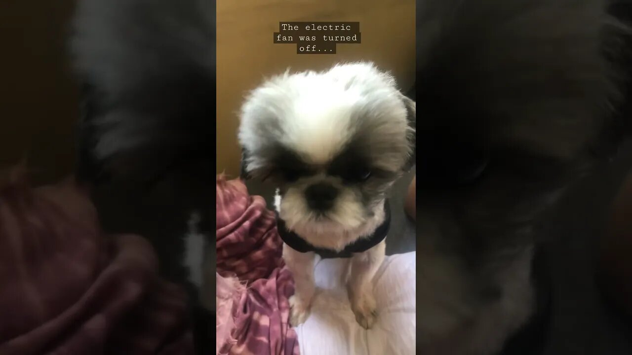 The electric fan was turned off... See how he reacts | Shih tzu cute puppies