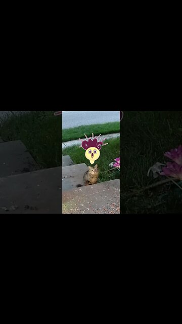 Peanutbutter Cat Detects A Disturbance In The Force #Shorts 🙀