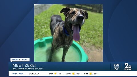 Zeke the dog is up for adoption at the Baltimore Humane Society