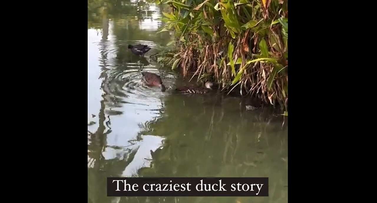 Ducks Save Their Friend With A Little Help