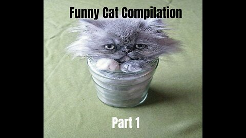 Funny Cat Compilation Part 1