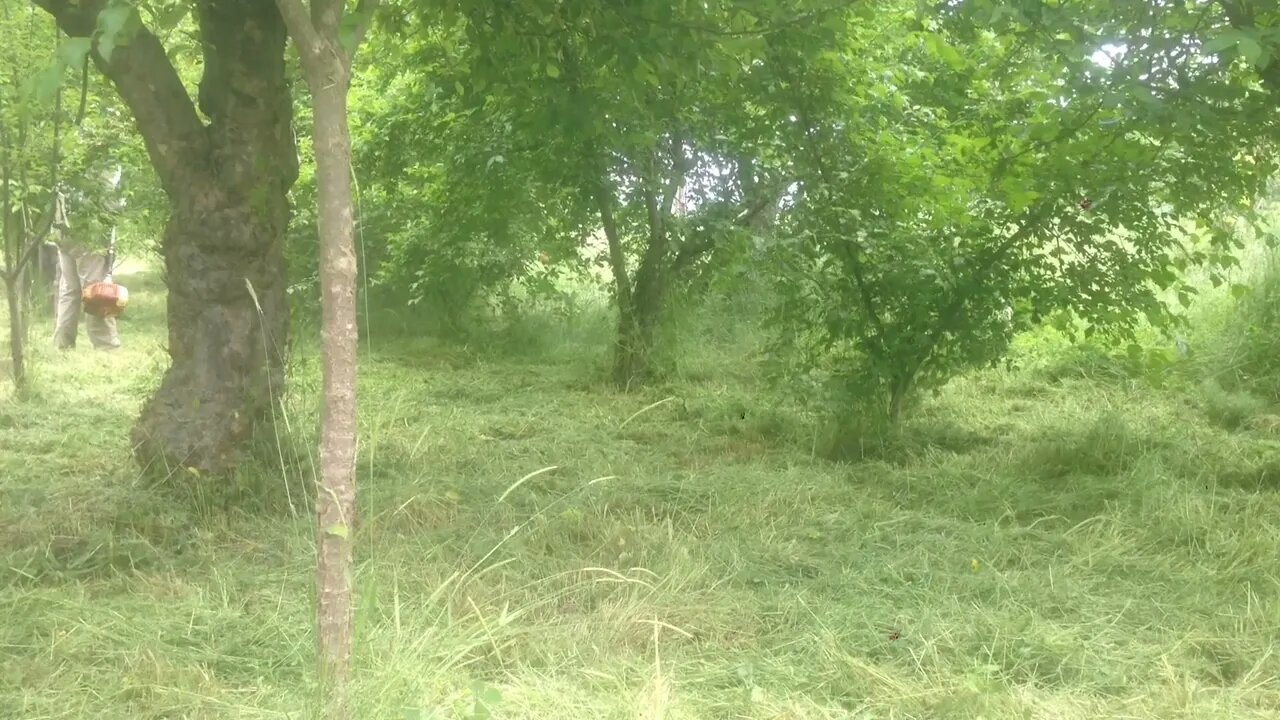 Cleaning of weeds wrapping on the head of a bush cutter, finger injury.