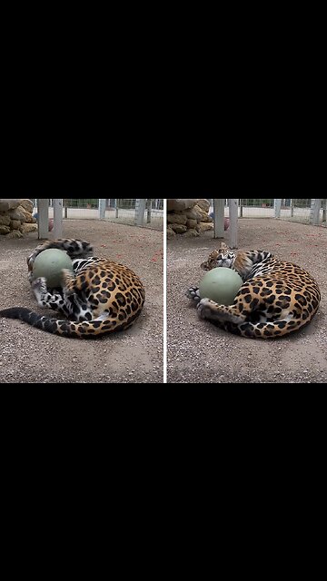 Purring Jaguar Plays With Toy Ball