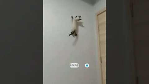 cute cat videos 😹 funny videos 😂 1099 😻 #shorts
