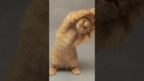 The Craziest Dancing Cat | Funny cute pets lovers, #Shorts